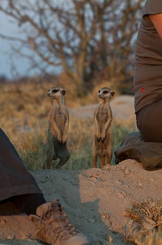 284 Kalahari woestijn, stokstaartjes.jpg